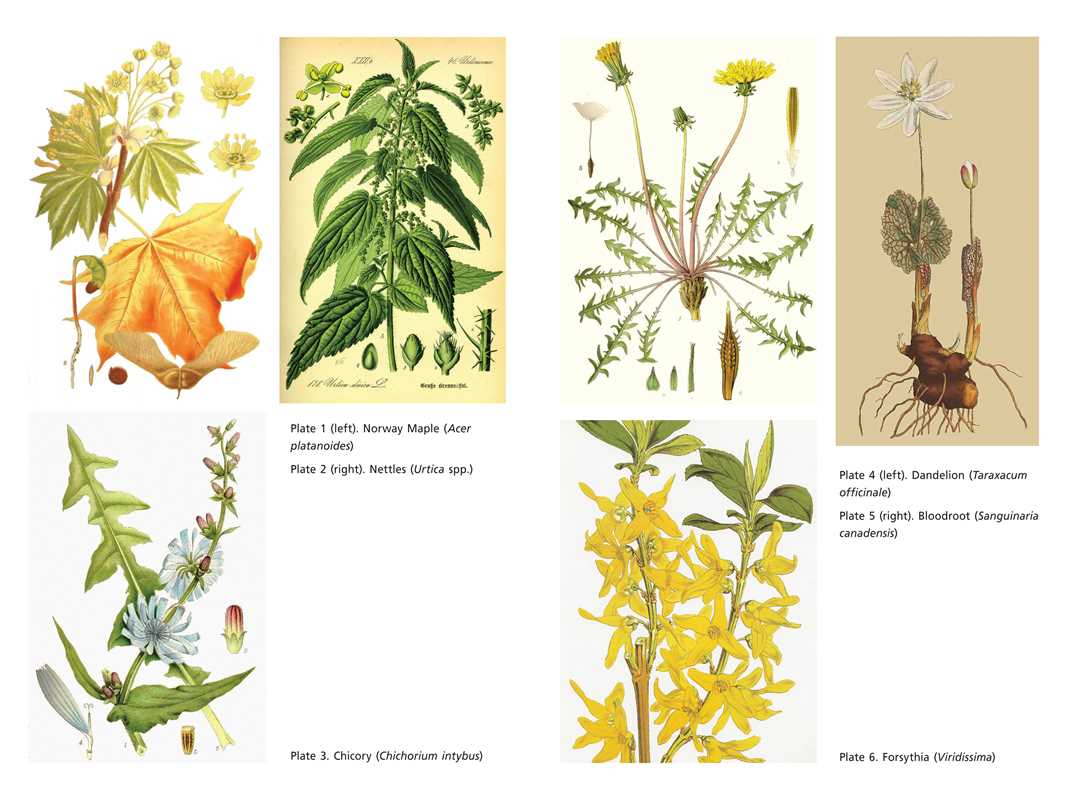 Secret Medicines from Your Garden By Ellen Evert Hopman